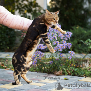 Photo №1. bengal cat - for sale in the city of Москва | 414$ | Announcement № 15915