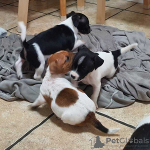 Photo №1. jack russell terrier - for sale in the city of Birżebbuġa | Is free | Announcement № 82062