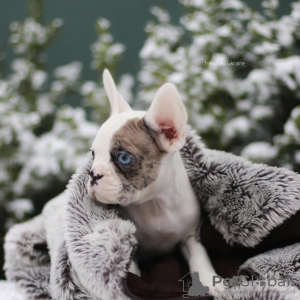 Photo №3. VIP French bulldog puppy rare color Merle blue white black girl and boy female. Poland