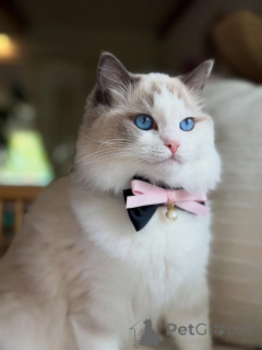 Photo №2 to announcement № 156262 for the sale of ragdoll - buy in Netherlands private announcement