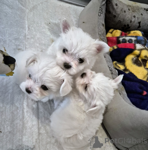 Photo №4. I will sell non-pedigree dogs in the city of Granowo. private announcement - price - negotiated