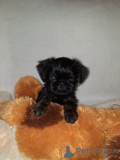 Photo №1. belgian griffon - for sale in the city of Brest | negotiated | Announcement № 28906