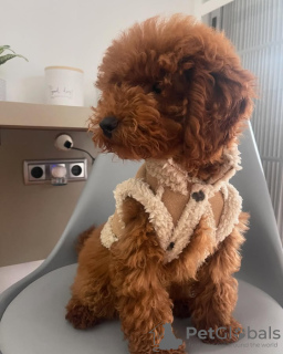 Photo №3. Toilet trained poodle toy. Portugal