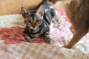 Photo №2 to announcement № 2039 for the sale of bengal cat - buy in Russian Federation from nursery