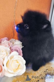 Photo №2 to announcement № 135174 for the sale of pomeranian - buy in Russian Federation private announcement, breeder