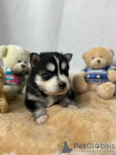 Photo №1. pomeranian, siberian husky - for sale in the city of Lyon | 1268$ | Announcement № 80858