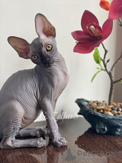 Photo №1. sphynx-katze - for sale in the city of New York | negotiated | Announcement № 10750