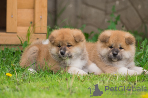 Photo №3. Akita inu puppies. Belarus