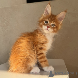 Photo №2 to announcement № 171098 for the sale of maine coon - buy in Sweden breeder