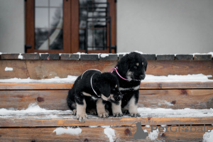 Additional photos: Puppies Khotosho (Buryat Dog) kennel Heritage of Buryatia