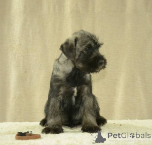 Photo №2 to announcement № 135268 for the sale of standard schnauzer - buy in Serbia 