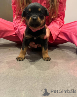 Photo №4. I will sell rottweiler in the city of Vilnius. private announcement, breeder - price - 1755$