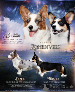 Photo №1. welsh corgi - for sale in the city of St. Petersburg | 1042$ | Announcement № 9849