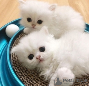 Photo №1. persian cat - for sale in the city of Eindhoven | negotiated | Announcement № 58407