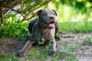 Additional photos: American Staffordshire Bull Terrier girls