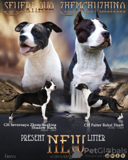 Photo №1. american staffordshire terrier - for sale in the city of St. Petersburg | 346$ | Announcement № 11019