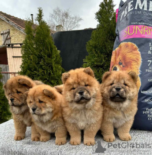 Photo №2 to announcement № 83141 for the sale of chow chow - buy in Serbia breeder