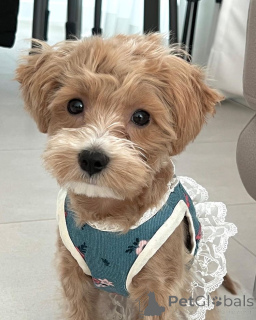 Photo №1. maltipu - for sale in the city of Boston | 500$ | Announcement № 157680