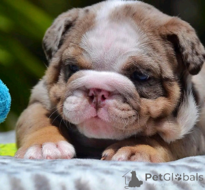 Photo №1. english bulldog - for sale in the city of Berlin | 471$ | Announcement № 136554