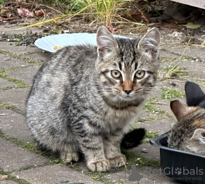 Photo №4. I will sell  in the city of Москва.  - price - Is free