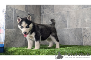 Photo №1. siberian husky - for sale in the city of Magdeburg | Is free | Announcement № 120494