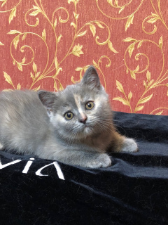 Photo №2 to announcement № 6104 for the sale of british shorthair - buy in Russian Federation from nursery, breeder