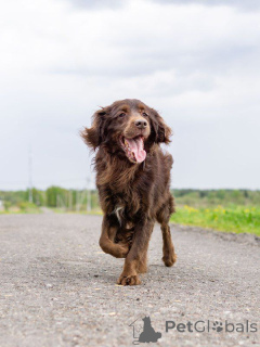 Photo №2 to announcement № 161957 for the sale of non-pedigree dogs - buy in Russian Federation private announcement