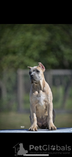 Photo №4. I will sell cane corso in the city of Belgrade.  - price - negotiated