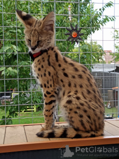 Photo №2 to announcement № 8024 for the sale of savannah cat - buy in Poland 