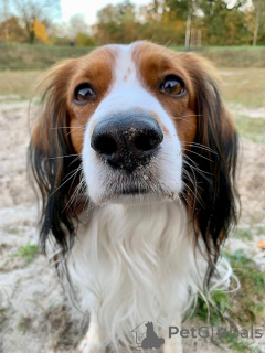 Photo №2 to announcement № 159197 for the sale of kooikerhondje - buy in Belgium private announcement