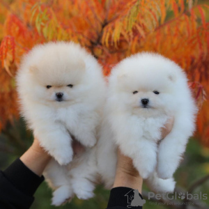 Photo №3. Lovely Pomeranian puppies. Germany