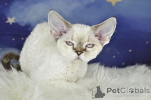 Photo №4. I will sell devon rex in the city of Antwerp. private announcement, breeder - price - 516$