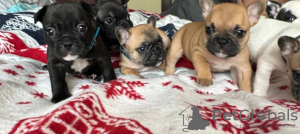 Photo №1. french bulldog - for sale in the city of Kiev | negotiated | Announcement № 83995