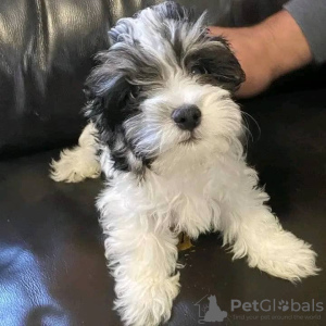 Photo №2 to announcement № 71715 for the sale of havanese dog - buy in Australia private announcement, breeder