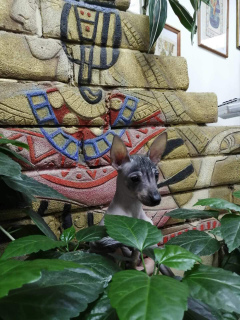 Photo №2 to announcement № 3960 for the sale of mexican hairless dog - buy in Russian Federation from nursery, breeder