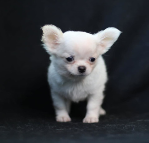 Photo №1. chihuahua - for sale in the city of Kiev | 984$ | Announcement № 6446