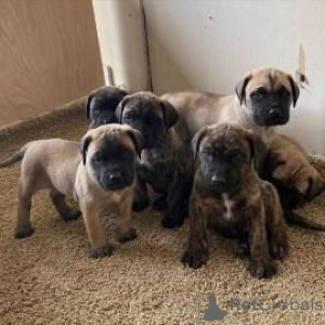 Photo №1. bullmastiff - for sale in the city of Allensbach | 361$ | Announcement № 171418