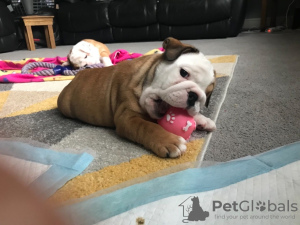 Photo №4. I will sell english bulldog in the city of Münster. private announcement - price - 317$