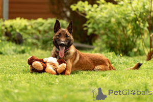 Photo №2 to announcement № 135522 for the sale of belgian shepherd - buy in Russian Federation 