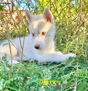 Photo №2 to announcement № 7799 for the sale of siberian husky - buy in Russian Federation private announcement, from nursery, breeder