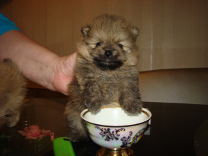 Photo №2 to announcement № 4540 for the sale of pomeranian - buy in Russian Federation breeder