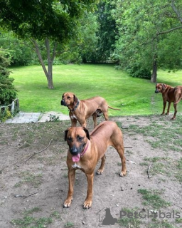 Photo №1. rhodesian ridgeback - for sale in the city of Hrakove | Is free | Announcement № 62809