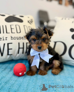 Photo №2 to announcement № 178085 for the sale of yorkshire terrier - buy in Germany private announcement