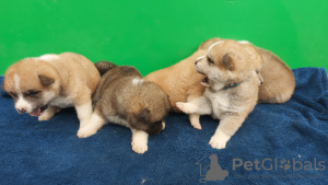 Photo №1. akita - for sale in the city of Валево | negotiated | Announcement № 108157