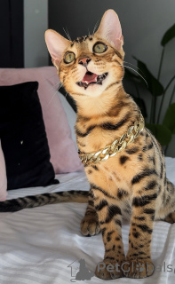 Photo №1. bengal cat - for sale in the city of Cheung Sha | 900$ | Announcement № 176653