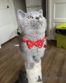 Photo №4. I will sell british shorthair in the city of Munich. private announcement - price - 211$