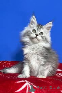 Photo №2 to announcement № 165919 for the sale of norwegian forest cat - buy in France private announcement, breeder