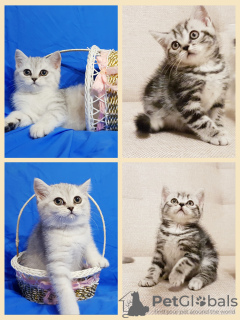 Photo №2 to announcement № 57520 for the sale of scottish fold - buy in Belarus private announcement
