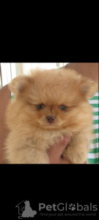 Photo №3. Sale Pomeranian from Belarus, Minsk. Greece