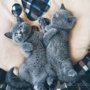 Photo №1. british shorthair - for sale in the city of Helsinki | 599$ | Announcement № 164055